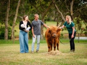 Highland cow Daisy being hand-fed on a Fleurieu Peninsula farm