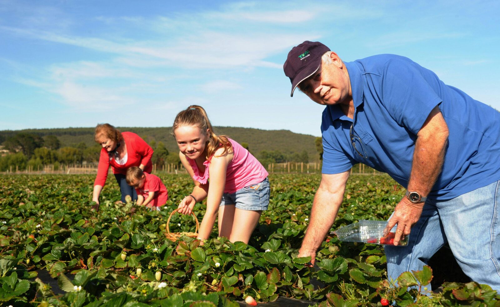Strawberry Picking