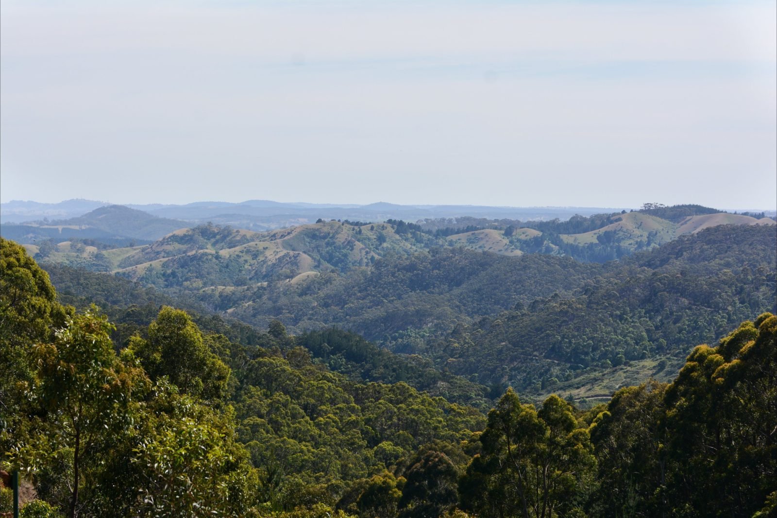 View over Mount Crawford Forest