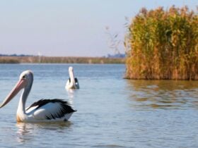 The Narrows (Lake Albert meets Lake Alexandrina)