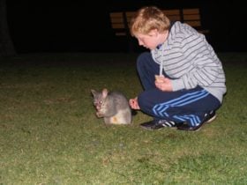 Possum Renmark Riverfront