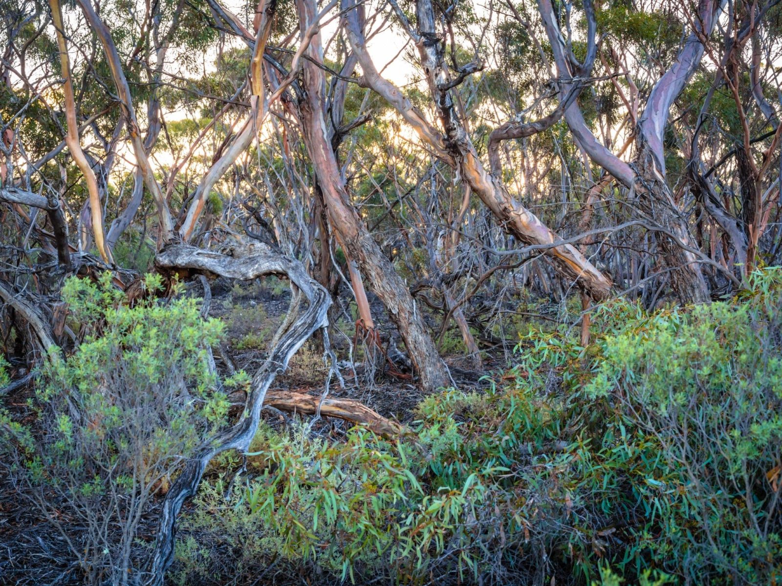 Ridley Conservation Park