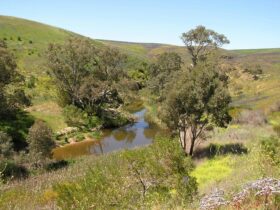 Rocks Reserve picnic area