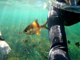 Smooth Pool - Snorkeling