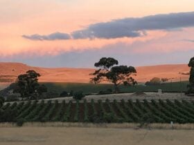 View of Mt Horrock and the Ranges from the Shed