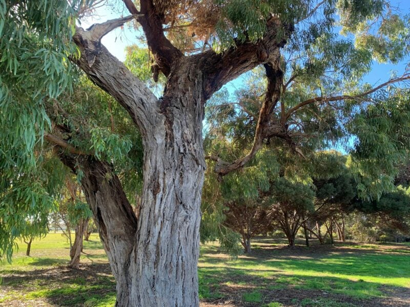 Stansbury Centenary Park