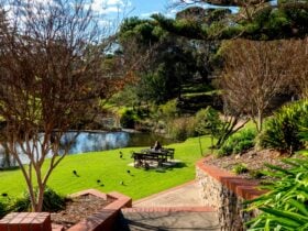 Native ducks happily share the Strathalbyn Soldiers Memorial Gardens with visitors.