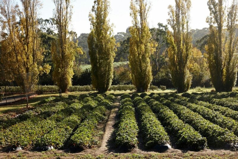 Beerenberg Strawberry Patch