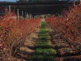 The fruit is all picked and the leaves are starting to drop. Buds are already forming for next year.