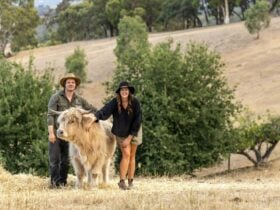Connect with nature as you brush, feed, and walk our beautiful, gentle Highland cows.
