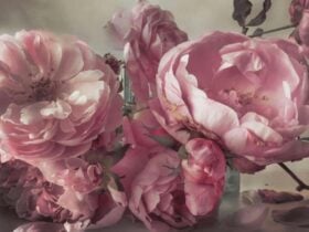 The Rose in Art Exhibition at Carrick Hill