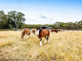 Horses In Paddock at the Stables
