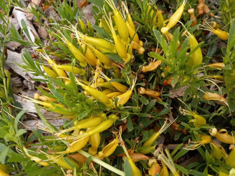 Mingenew Gold