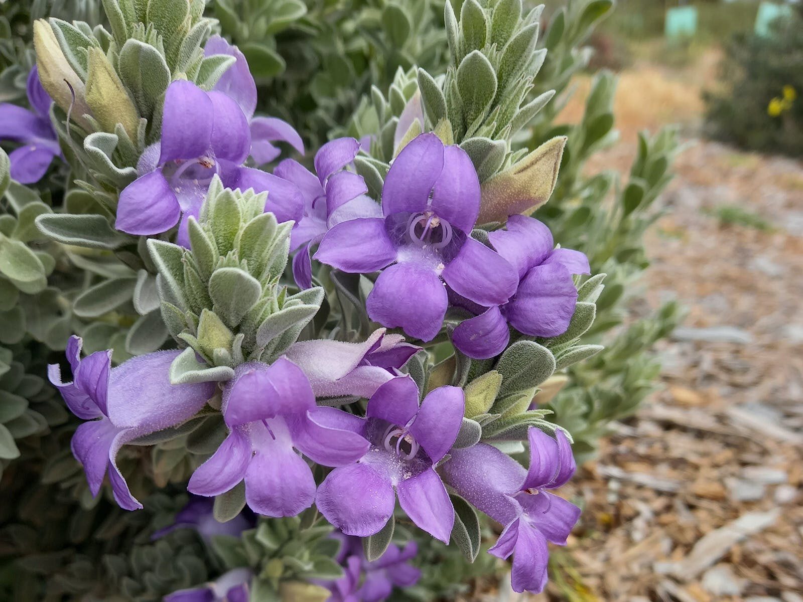 Eremophila hygrophana hybrid