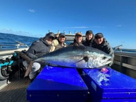 Giant bluefin tuna