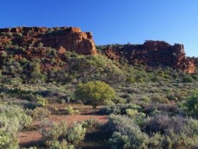 A landscape shot of Whyalla Conservation Park