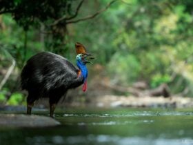Cassowary standing in river eats fish
