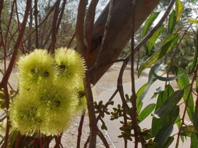 Flowering Gum