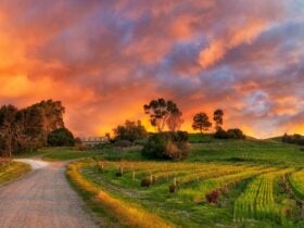 Sunset at Bethany Wines