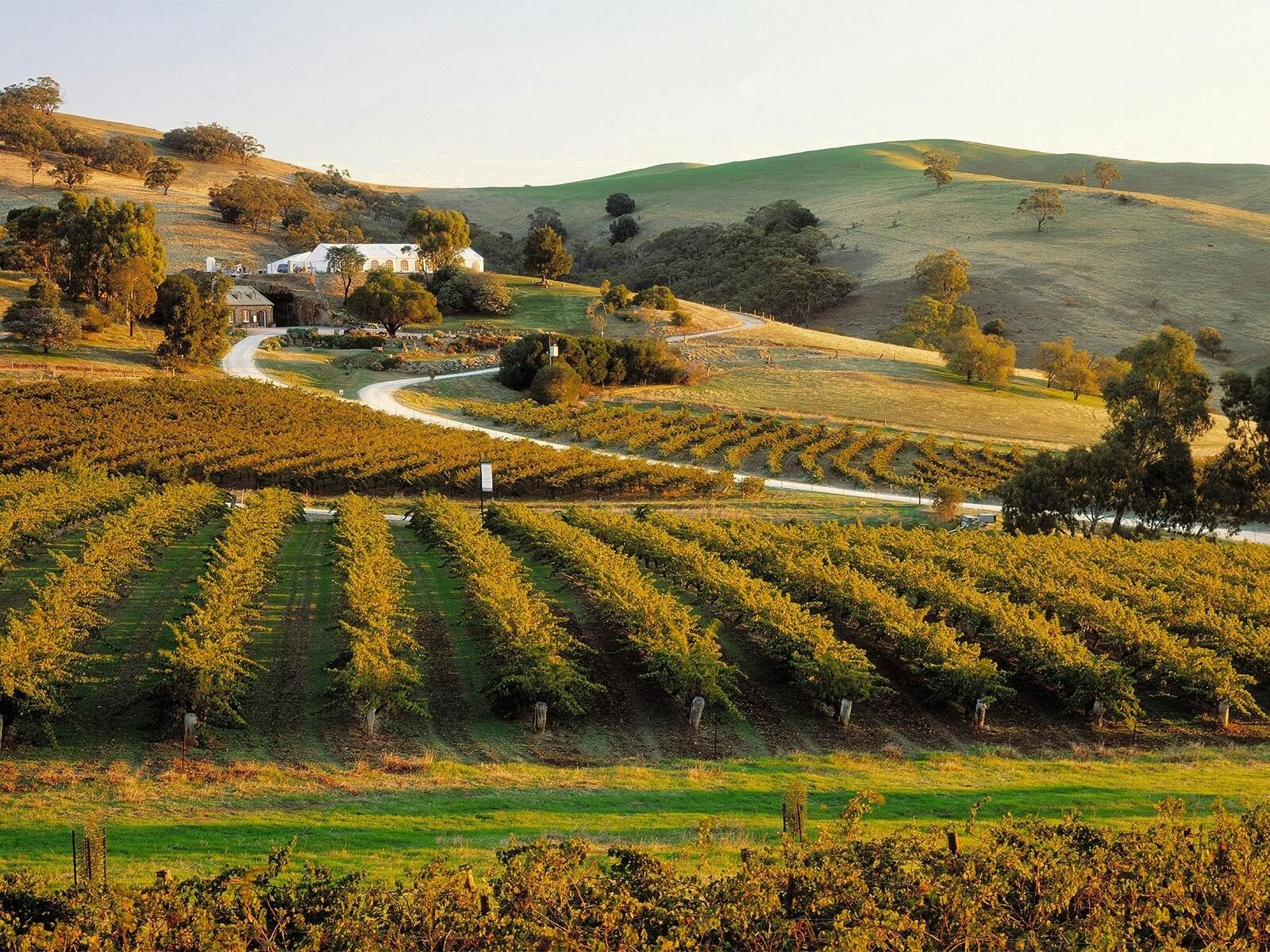 Sweeping vineyards for the Australian String Quartet