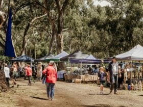 Stalls Under the Gums