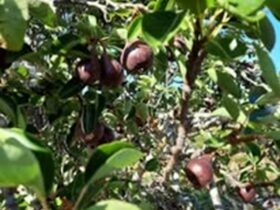 A leafy, green olive tree packed with olives that look ready to pick. The olives are black.