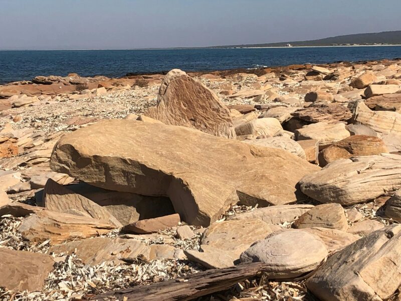 Black Point stony sharks