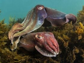 Two giant cuttlefish glide above seaweed-covered rocks in clear blue water.