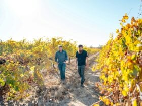 Tom and Sam Barry walking among the vines
