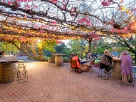 A group of people sitting on a terrace under some vines