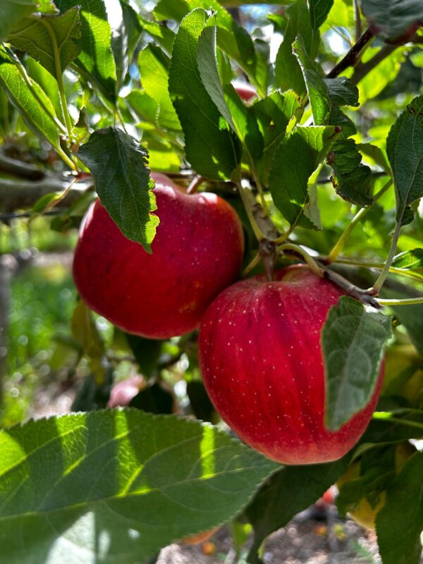 @Lenswood apple picking