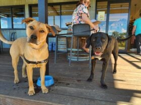 Doggos on the porch