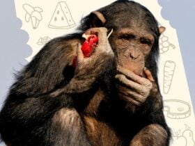Chimpanzee eating some fruit