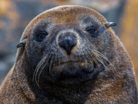 Sea Lion close-up