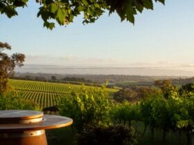Vineyard View with Barrel from Beach Road Wines
