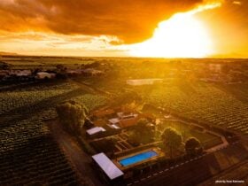 Elderton Cellar Door