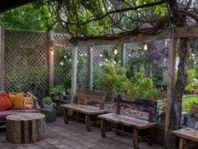 Timber benches under our glory vine, creating a nice spot to sit