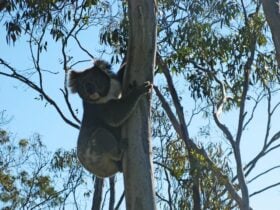 koala in tree