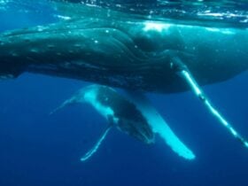 A mother and calf whale in blue water.