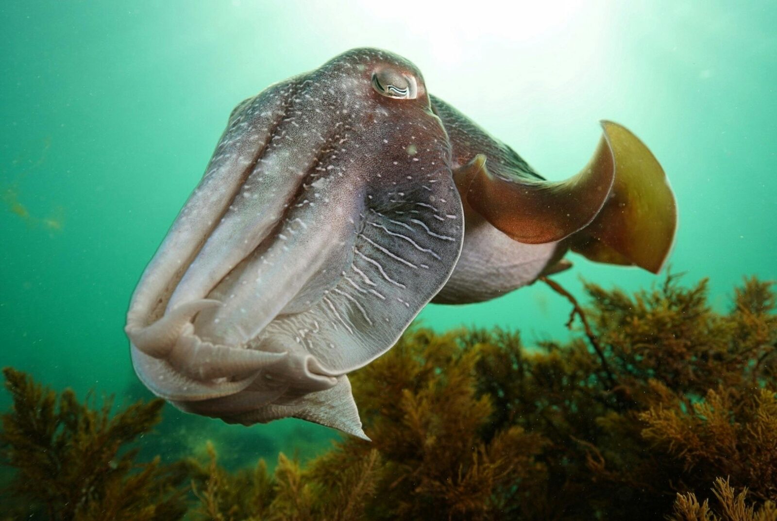Cuttlefish Point Lowly