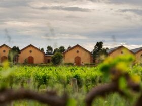 Murray Street Winery