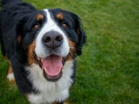 Haselgrove Wines dog friendly wineries