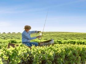 Man sitting in a canoe in the vineyard fishing for wine and pouring a glass of wine.