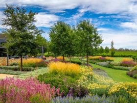 BVE Cellar Door Perennial Gardens