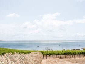 View out to Bay of Shoals over vines in foreground.