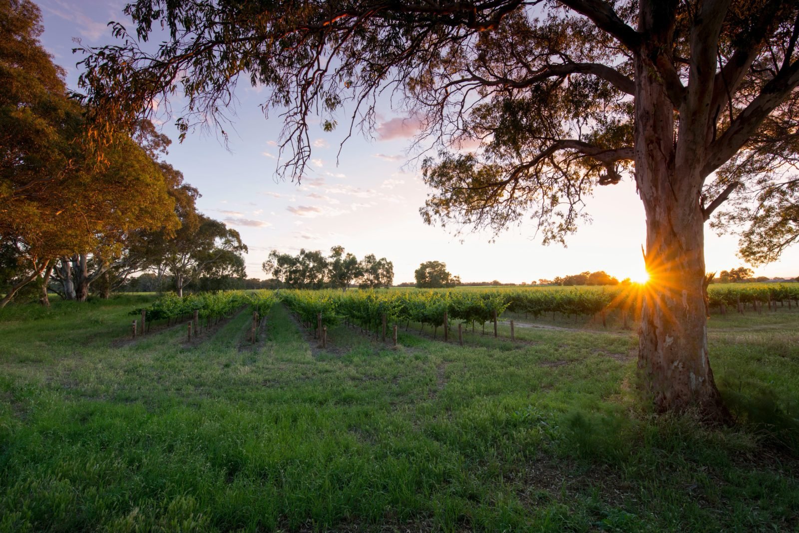 Bleasdale Vineyards Estate - Sunset over the Riparian Vineyard