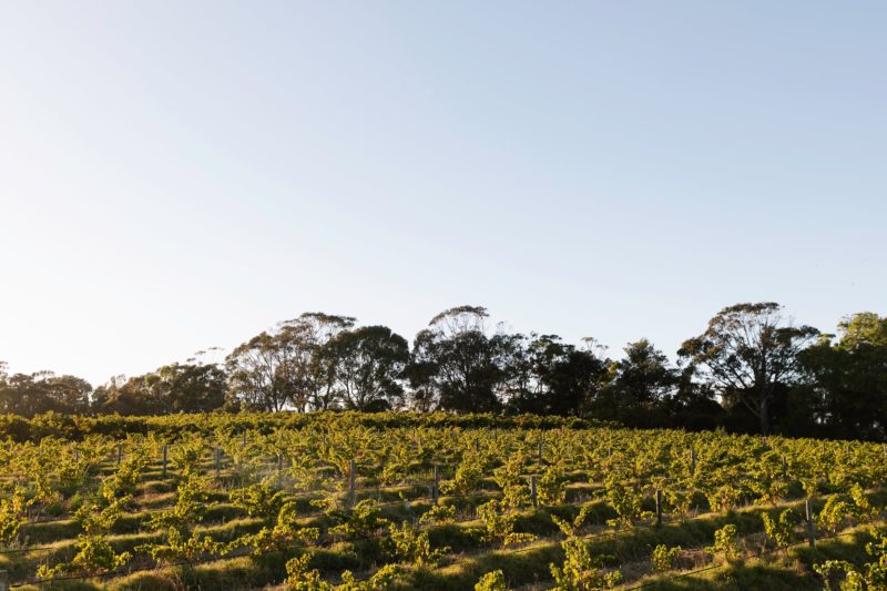 Bondar Wines bush vine grenache
