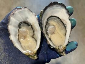 oysters