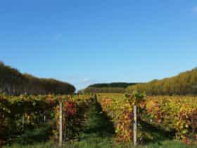 Caroline Hills vineyard in autumn
