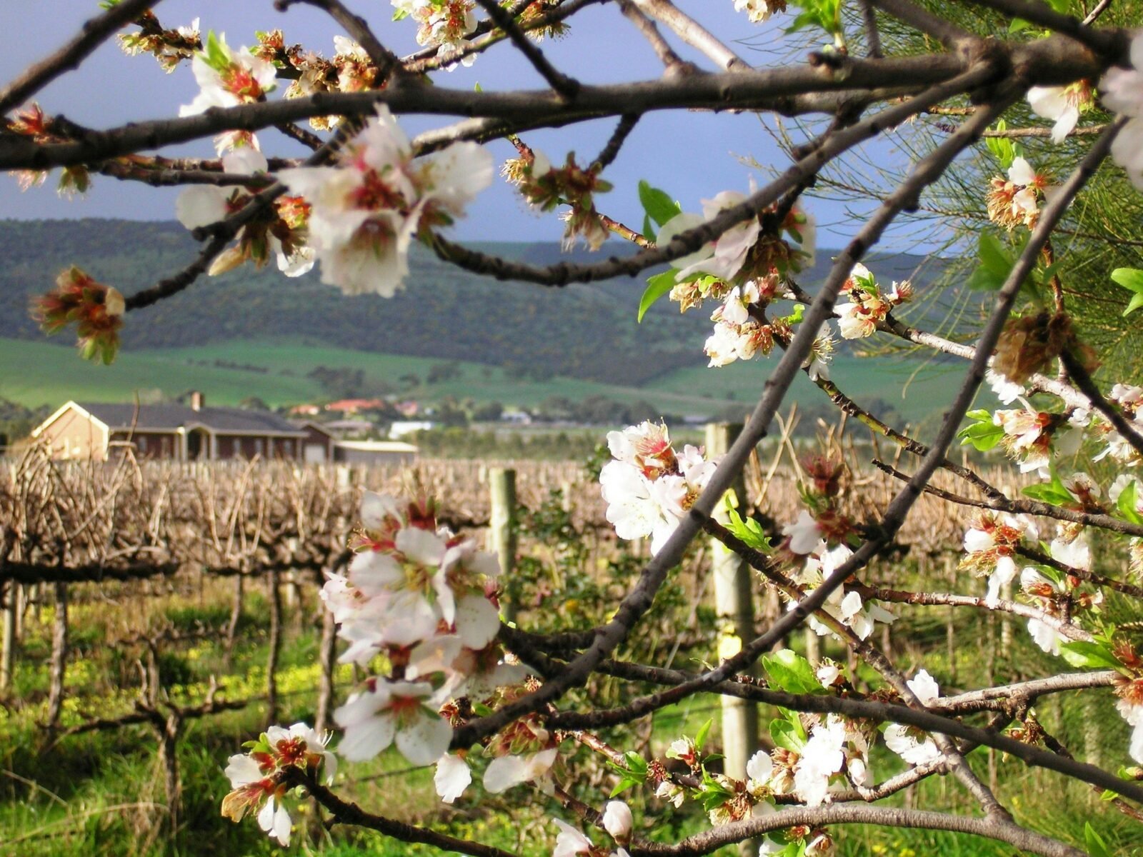 Best Almond blossoms